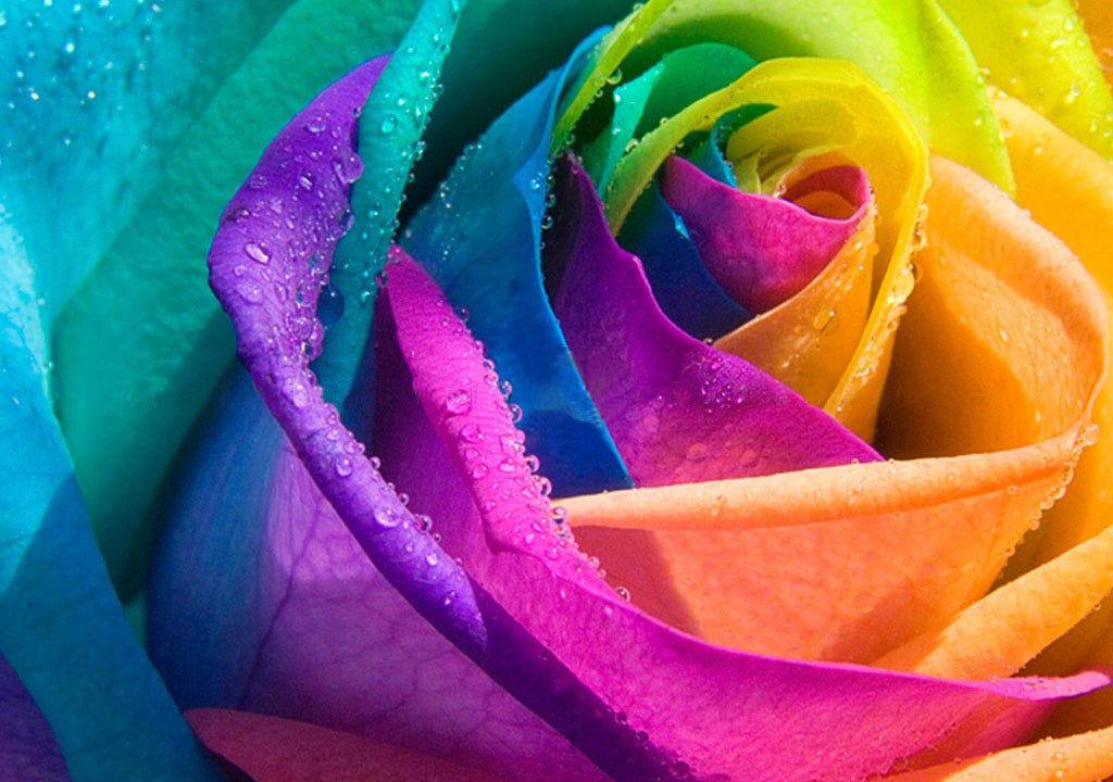 Imagem de uma rosa colorida de azul, roxo, rosa, verde, laranja e amarelo.