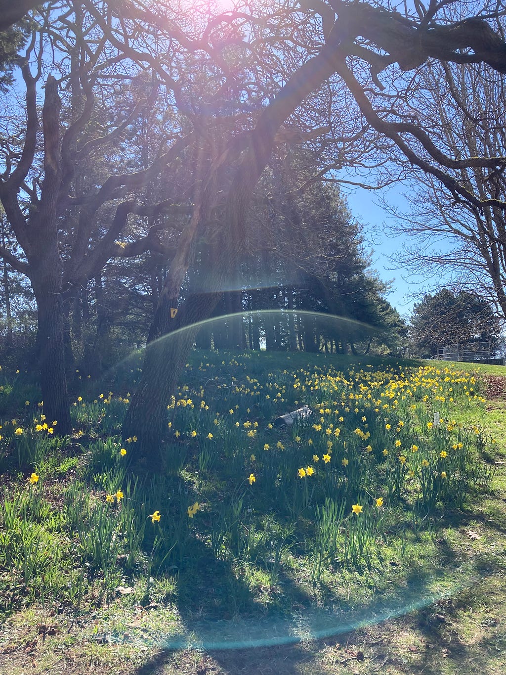 Daffodils and trees with no leaves in Victoria’s Beacon Hill Park.