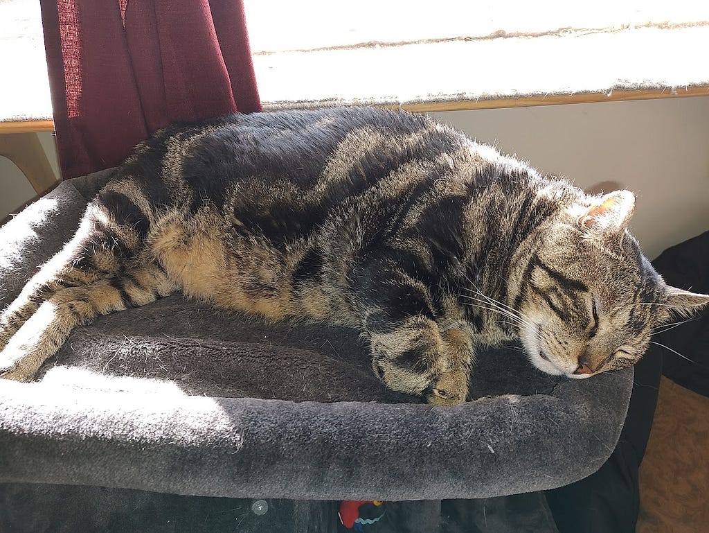 our grey tabby, Gus, sound asleep on the cat tree