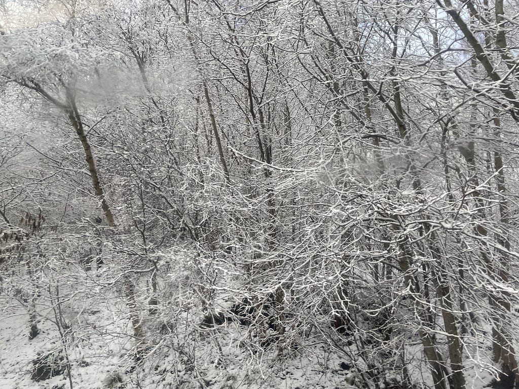 Bare branches of trees covered in snow