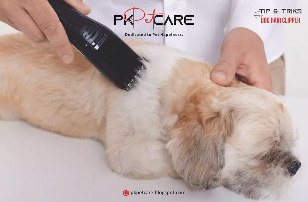 Discover expert tips and tricks for grooming your dog like a pro with our comprehensive guide on using dog hair clippers confidently. Elevate your pet’s grooming experience today!