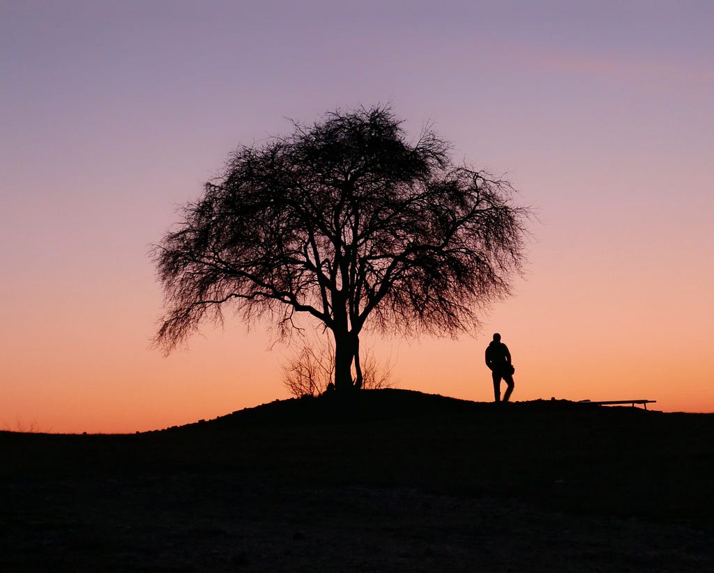 Silhouette of lone tree at sunset