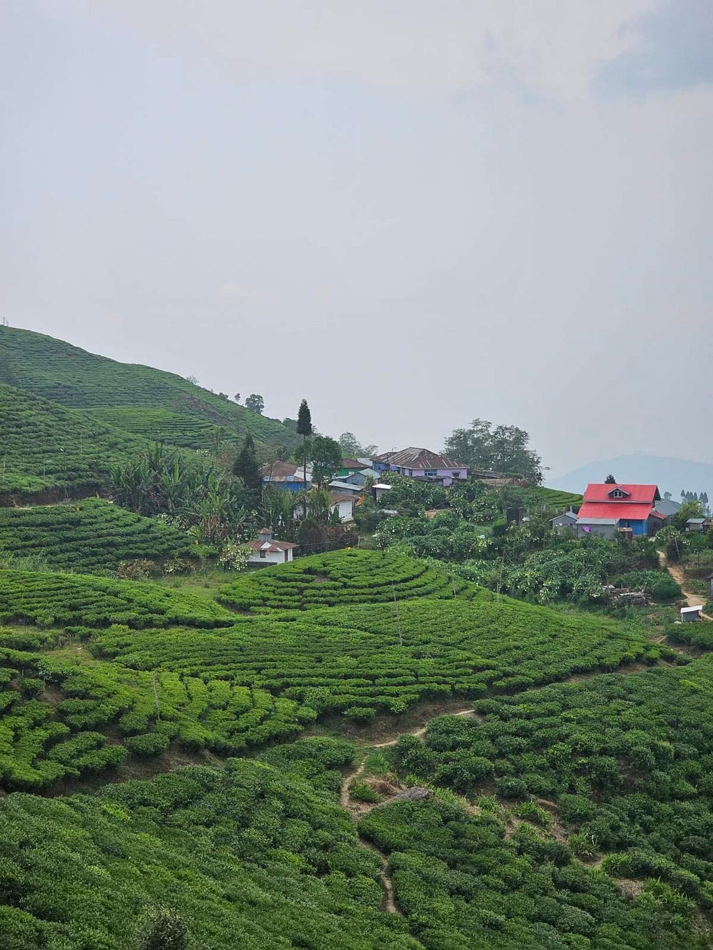 Kanyam, Nepal