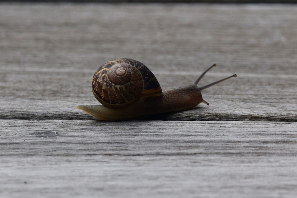 How Slow Websites Are Killing Your Conversions (and How to Fix It)