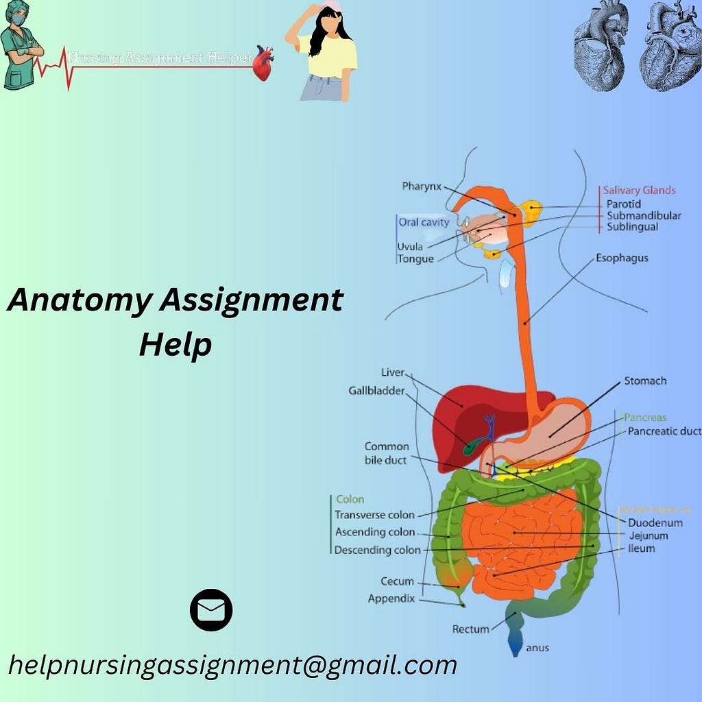 Anatomy Assignment Help