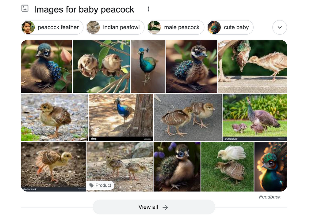 Screencap of Google image search results for the search “baby peacock”, containing a grid of 14 images, all apparently photographs, all of baby birds, some brown and some with the vivid colors associated with peacocks.
