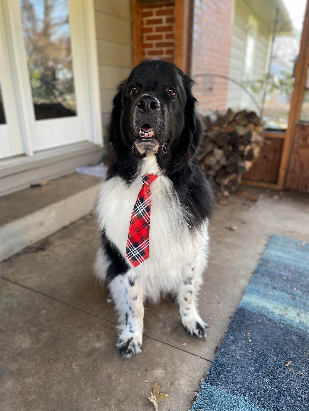 Black and white landseer Newfoundland facing the camera and sitting. He is wearing a plaid red tie and sitting on a porch with a pile of wood behind him. He is very handsome.