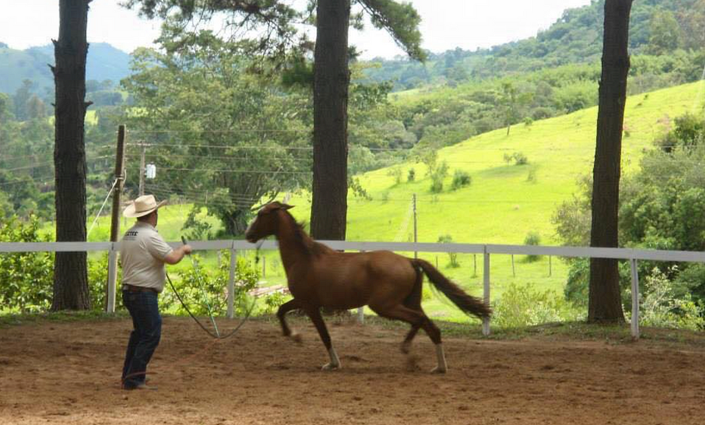 Homem treinando cavalo marrom