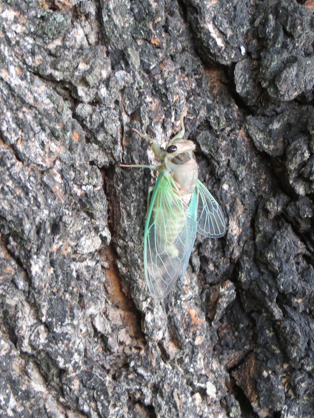 A just-hatched annual cicada, Neotibicen linnei.