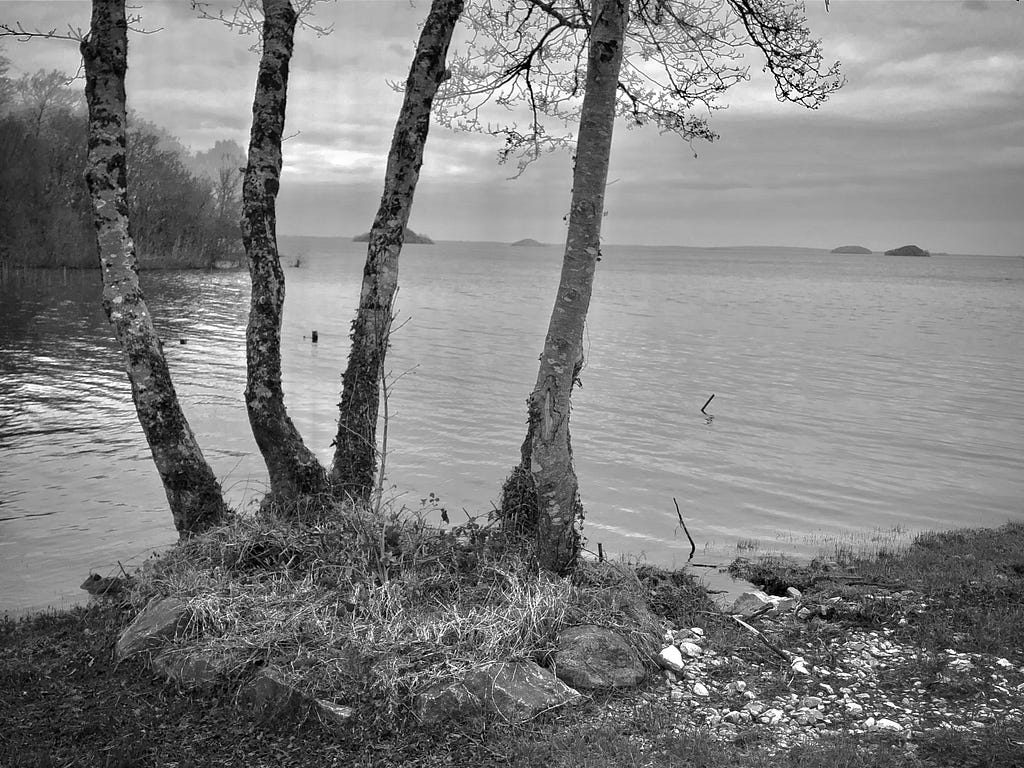 A black and white photo of a lake from the shore. In the foreground there is a a cluster of four thin-trunked trees. In the background there are tiny islands out on the lake.