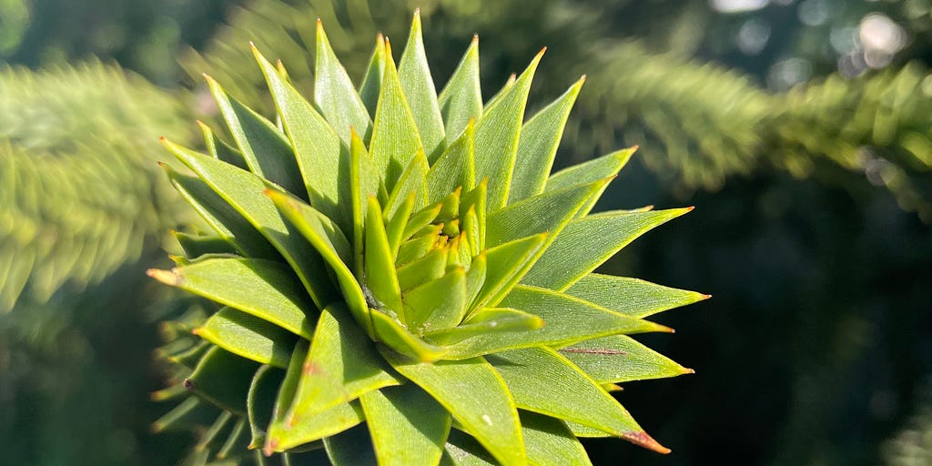 up close and personal with the monkey puzzle tree’s incredible leaves