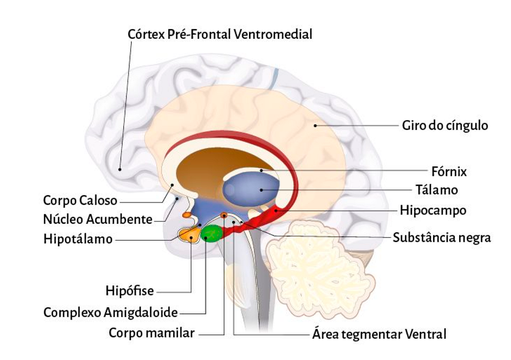 Imagem representando ao sistema límbico na anatomia do cérebro, que são compostos de Córtex Pré-Frontal Ventromedial, Corpo Caloso, Núcleo Acumbente, Hipotálamo, Hipófise, Complexo Amigfaloide, Corpo mamilar, Giro do cíngulo, Fórnix, Tálamo, Hipocampo, Substância negra e Área tegmentar Ventral.