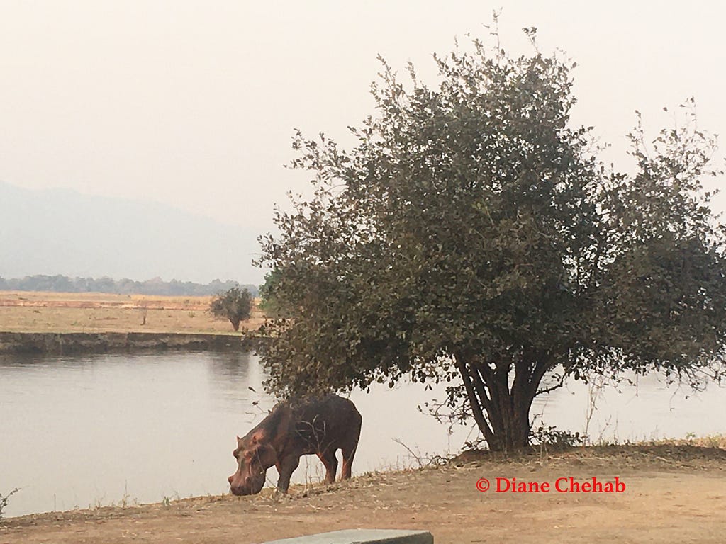 Hippo near our campsite