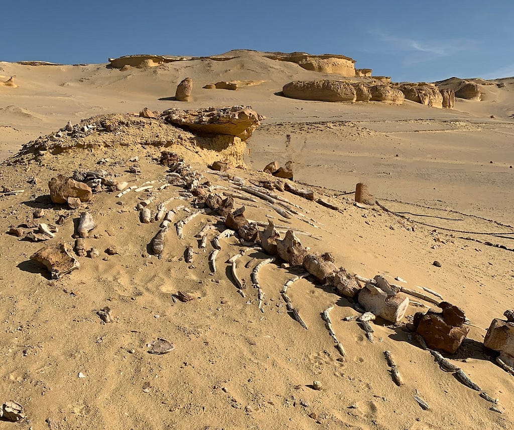 The skeleton of a whale is shown protruding from desert sand