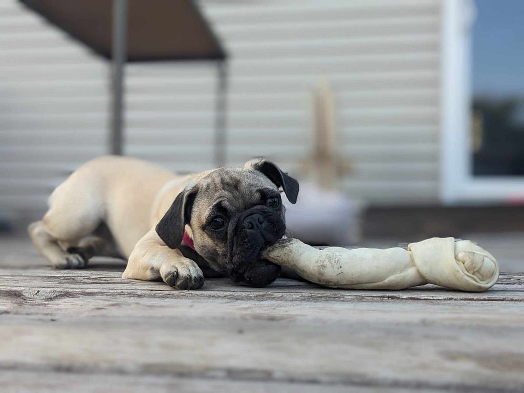 A pug puppy chewing on a rawhide bone on a backyard porch.