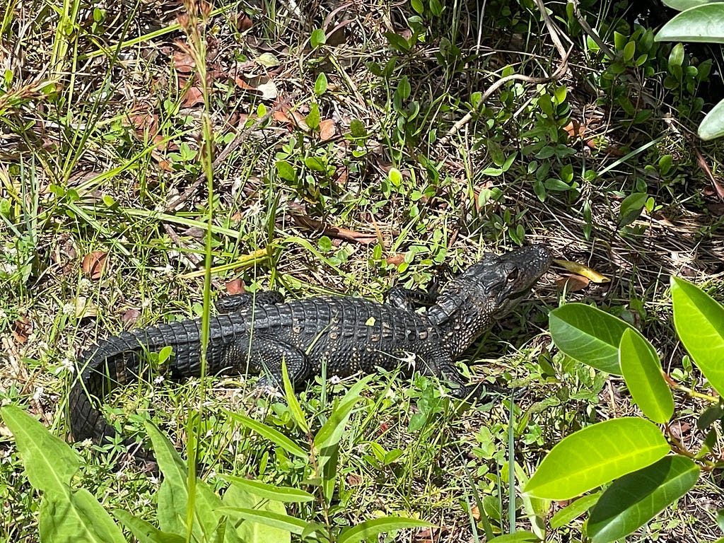 Juvenile alligator laying in the grass