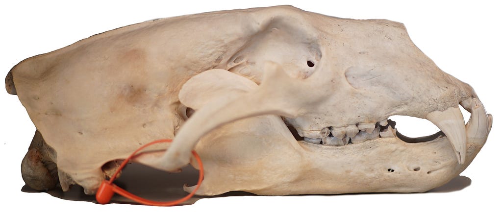 side view of polar bear skull
