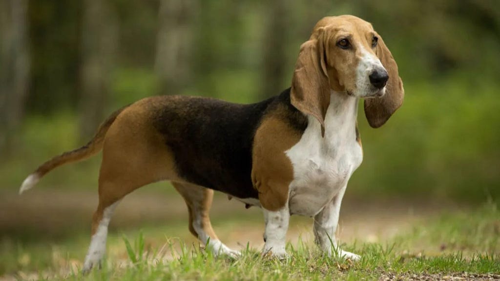 Dog Training Tips — Basset Artesien Normand