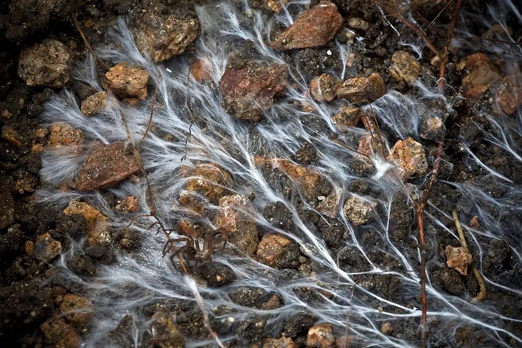 Mycorrhiza fungi colonising a host plant’s root tissues. Photo taken from NewScientist