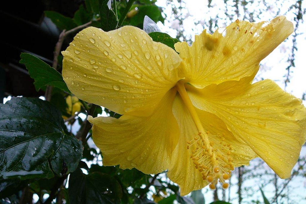 Yellow hibiscus native to Hawai’i.