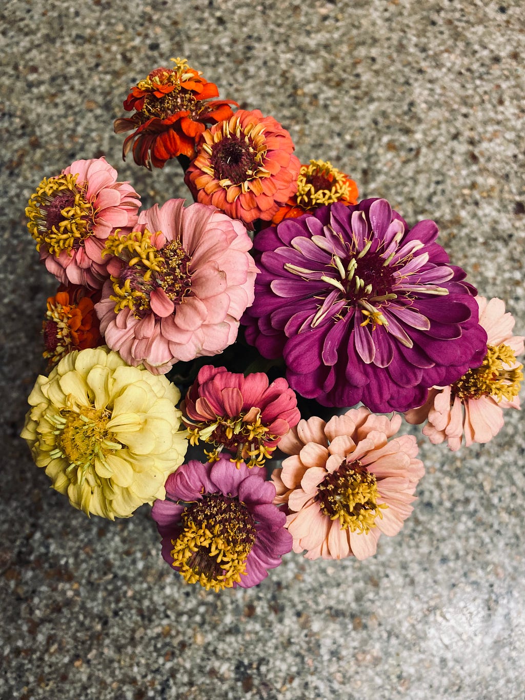 Zinnia Flowers i harvested from my plot at the community garden.