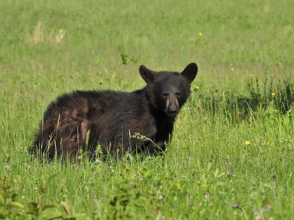 A young bear stands in a meadow at Moosehorn National Wildlife Refuge. Keith Ramos/USFWS