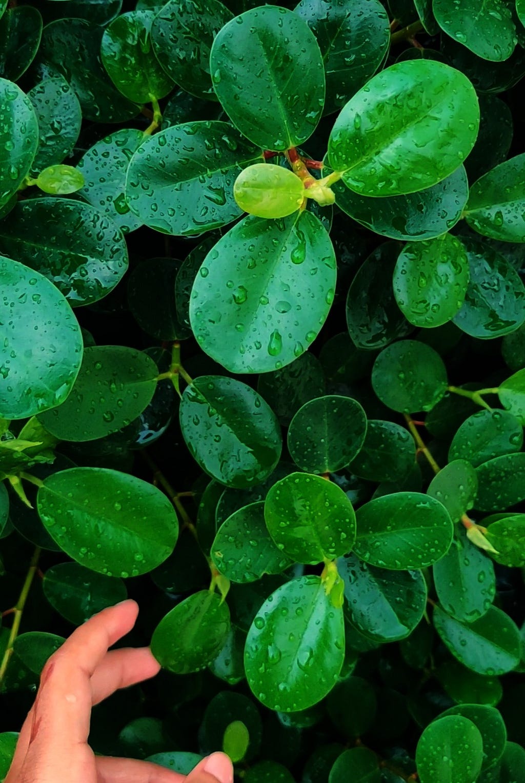 A close-up shot of a very healthy leafy plant just after the rains. Small, dark-green, oval leaves covered with glistening raindrops. At the bottom left corner, there is my palm trying to feel the leaves.