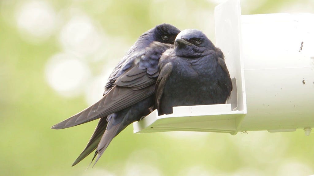 Two glossy purple-blue birds on a perch.