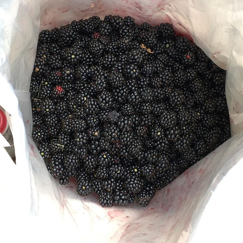 3 kilograms of blackberries in a bag