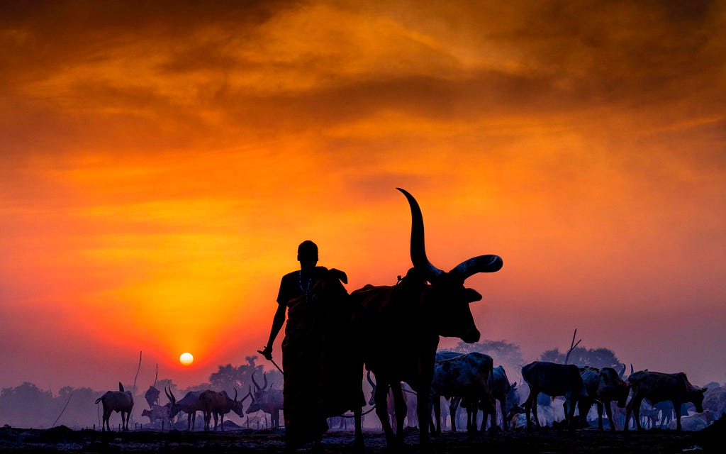 As the sun sinks low, casting a fiery hue, cattle emerge, a silhouette in view.