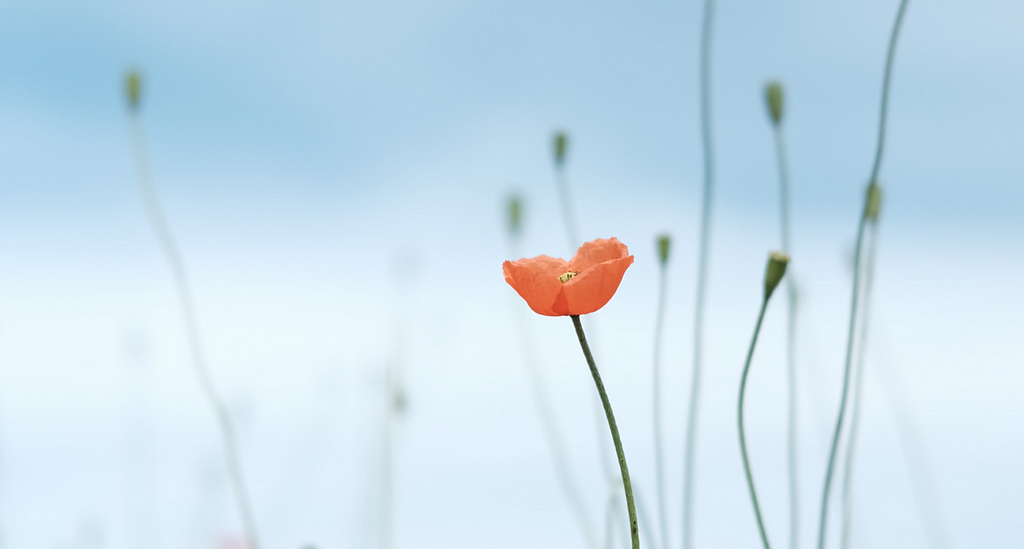 a close-up of a poppy with some other poppies without flowers in the background