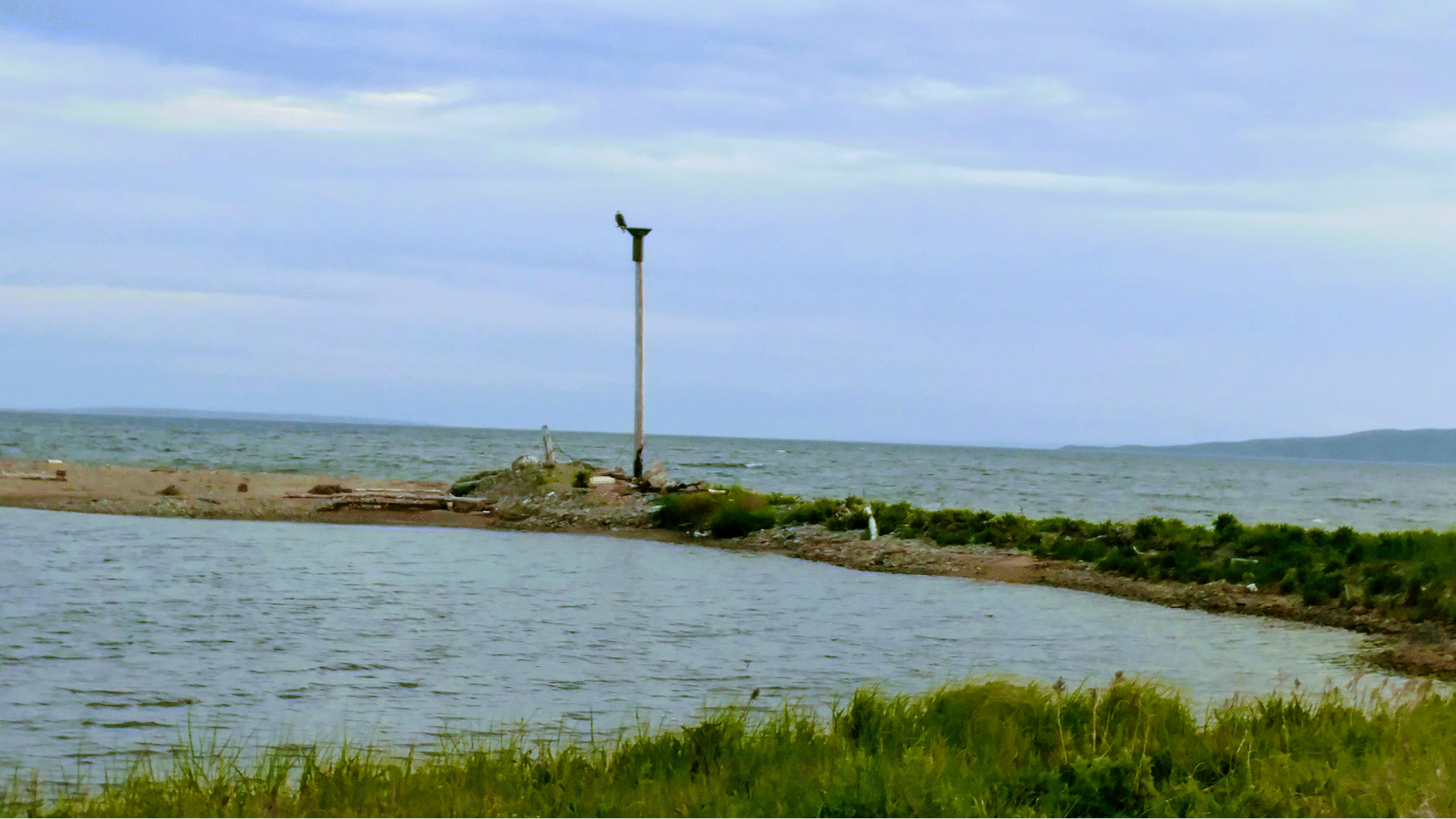 An eagle on top of a perch overlooking a pond