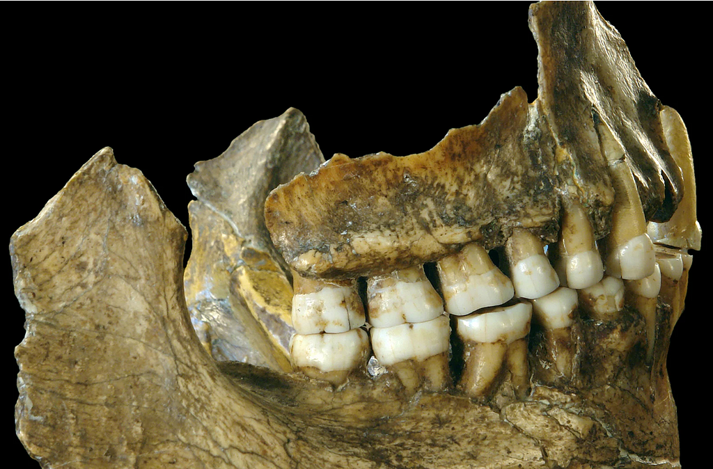 A photograph of the complete jaw of a Neanderthal individual found in Spy, Belgium