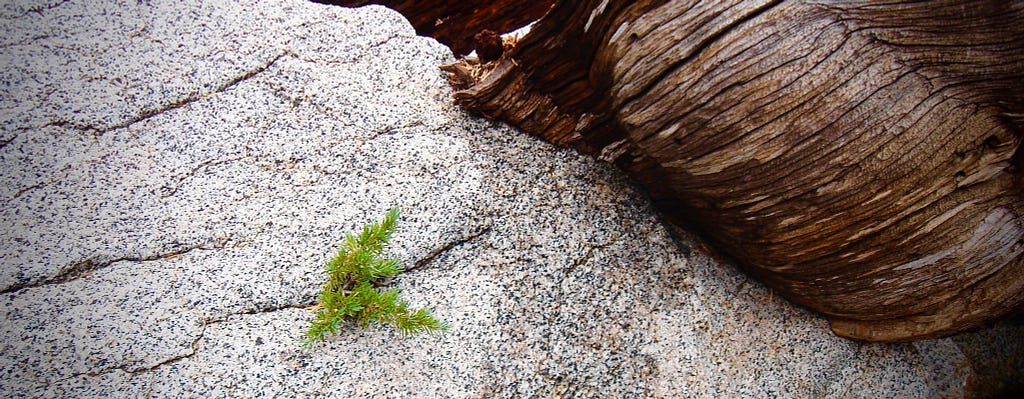 A tree grows out of a crack in a boulder. Taken in Yosemite.