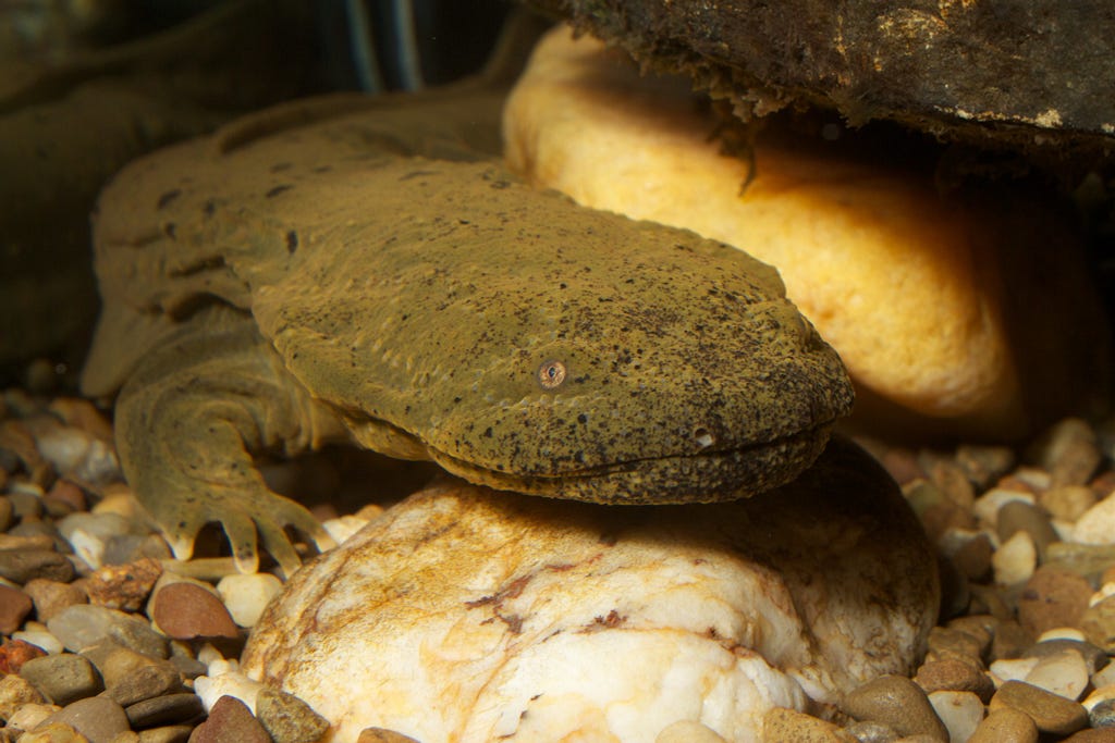 a portrait of a large hellbender that blends into a rocky habitat