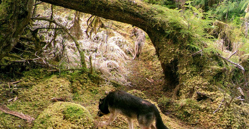 a wolf moving under large trees