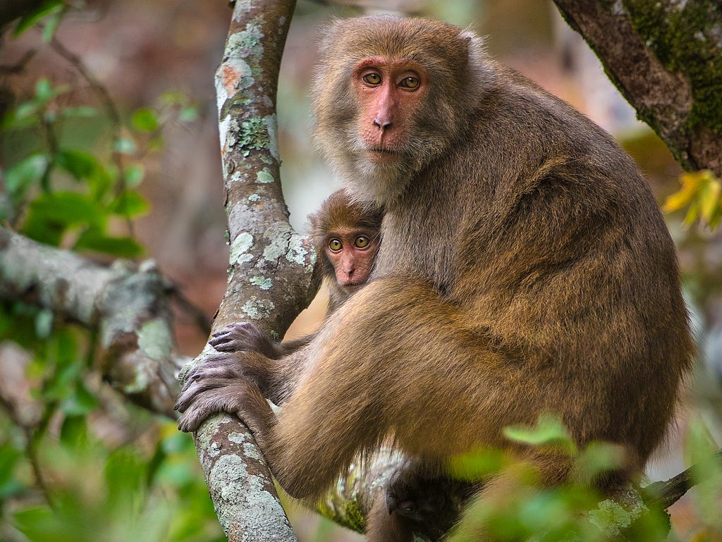 Photo of mother and baby monkey.