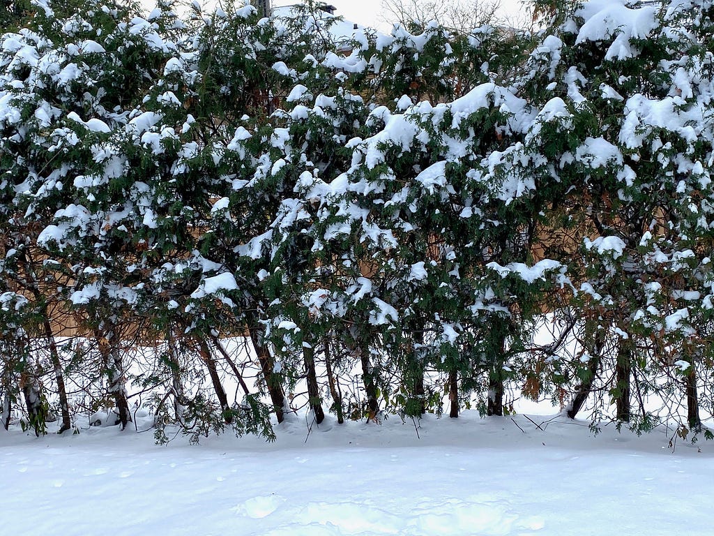 Picture of snow-covered hedges with snow on the ground below