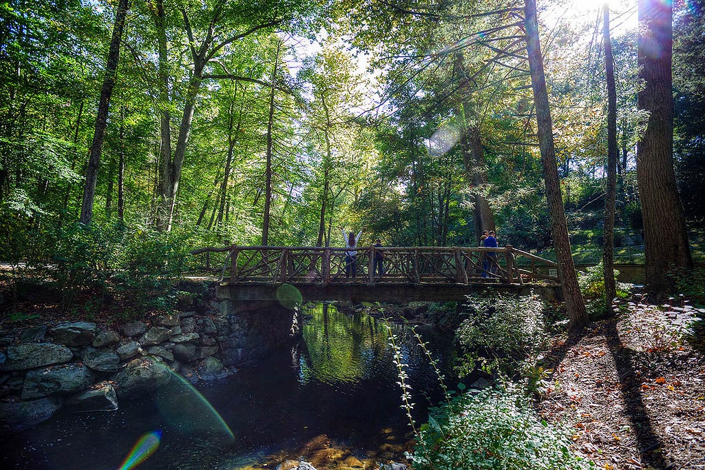 A wooden bridge provides a pathway over a trickling stream in a lush green forest.