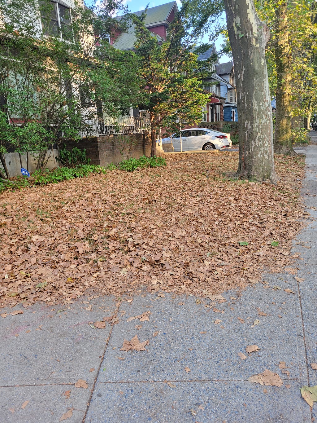 A front yard, completely covered by dead, brown leaves, August 8, 2022.