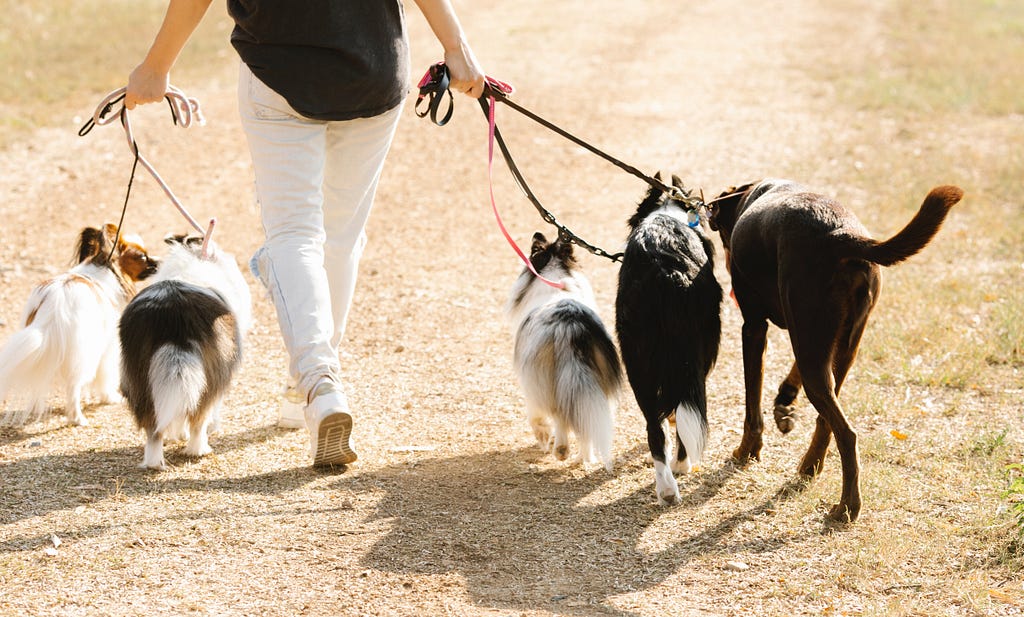 Becoming the Pack Leader: Understanding Your Dog’s Behavior and How to Lead Them