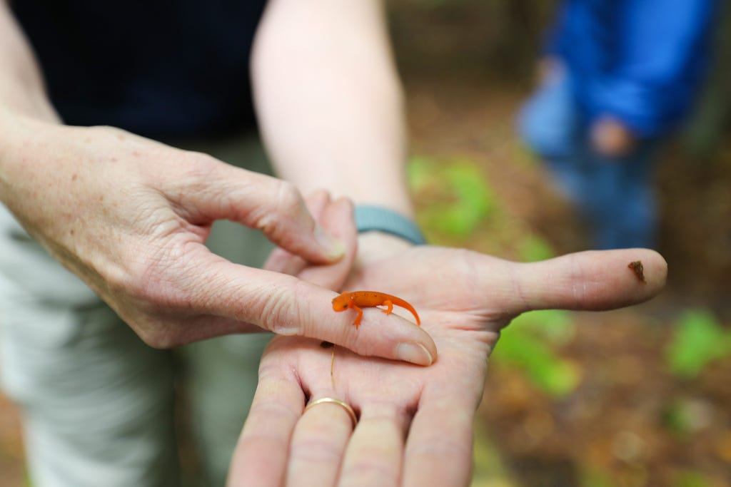 a small, orange newt being held in two hands
