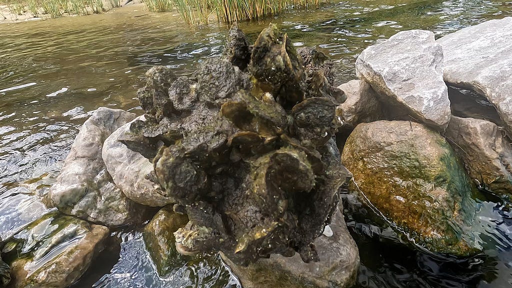 oysters growing on limestone