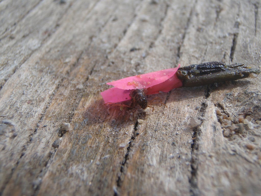 A caddisfly larvae using flagging tape for its case.