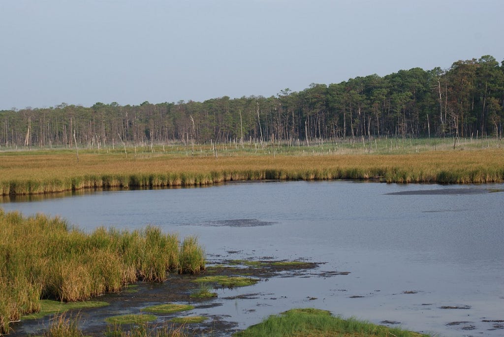 This image shows a marsh landscape with mostly open water to the front of the image. A stand of trees marks the horizon line; many of the trees visible to the front of the stand appear to be dying.