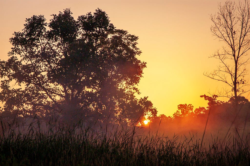 sunrise on a foggy morning over a tree growing in a wetland
