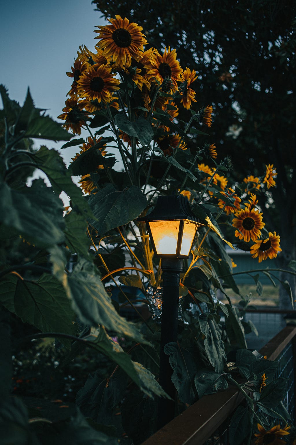 an outdoor lantern illuminating sunflowers at dawn