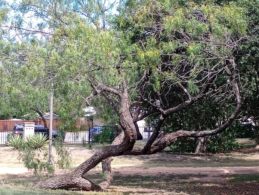 The gnarled trunk of a mesquite tree with small, slender leaves grows out of desiccated soil in San Antonio Texas, capable of withstanding blistering summer heat.