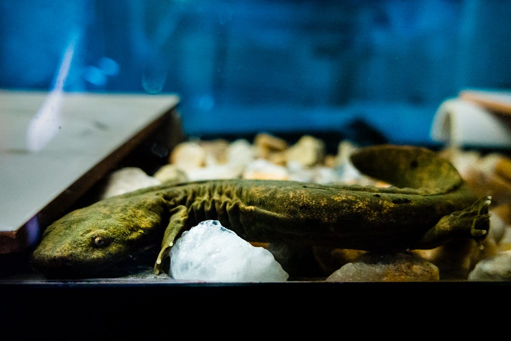 A large salamander in an aquatic habitat tank