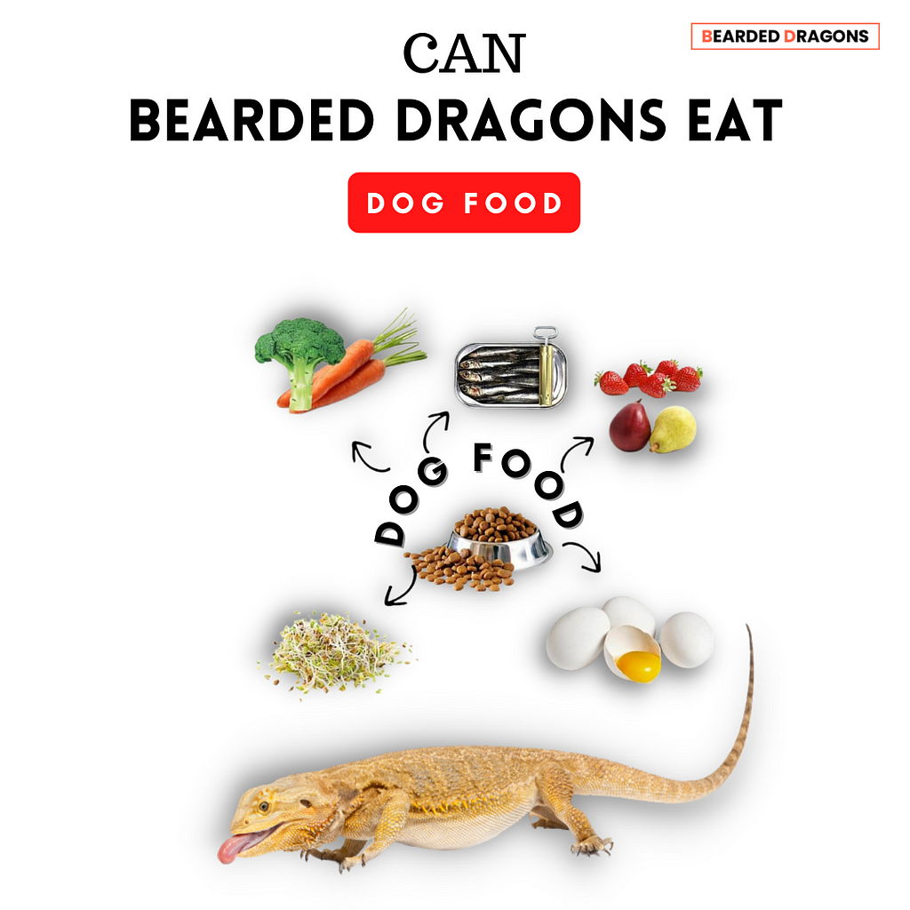 Can bearded dragons eat dog food